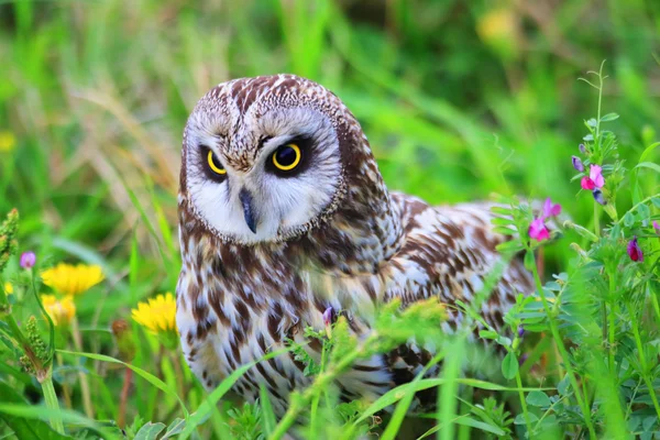 Coruja de orelhas curtas (Asio flammeus) no Japão — Fotografia de Stock