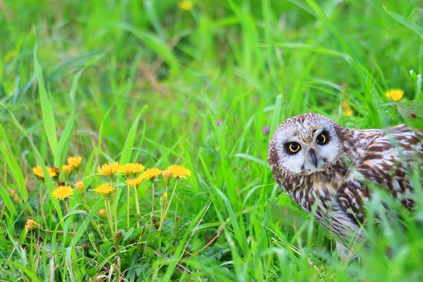 Short-eared Owl (Asio flammeus) in Japan — Stock Photo, Image