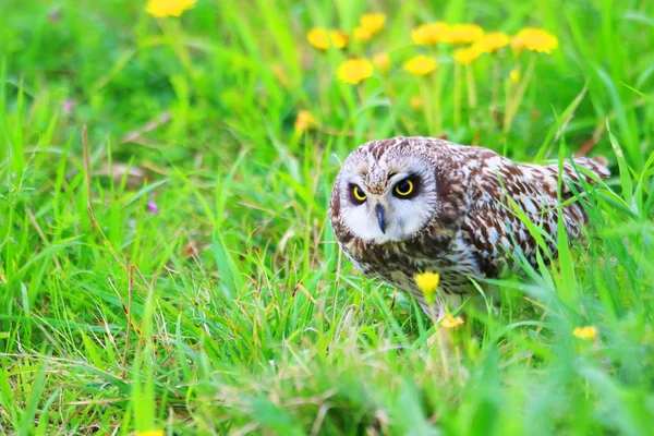 일본에서 짧은 귀 부엉이 (Asio flammeus) — 스톡 사진