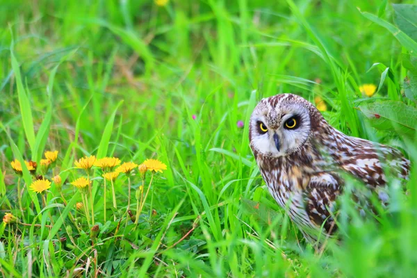 Short-eared Owl (Asio flammeus) in Japan — Stock Photo, Image