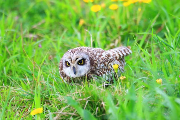 Coruja de orelhas curtas (Asio flammeus) no Japão — Fotografia de Stock