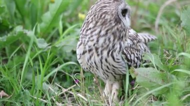 Kır baykuşu (ASIO flammeus) Japonya'da
