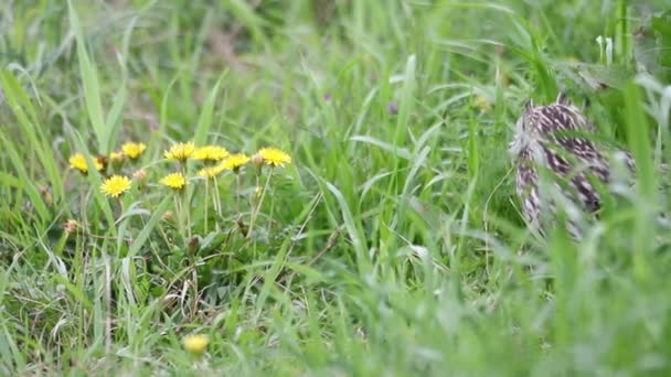 Coruja de orelhas curtas (Asio flammeus) no Japão — Vídeo de Stock