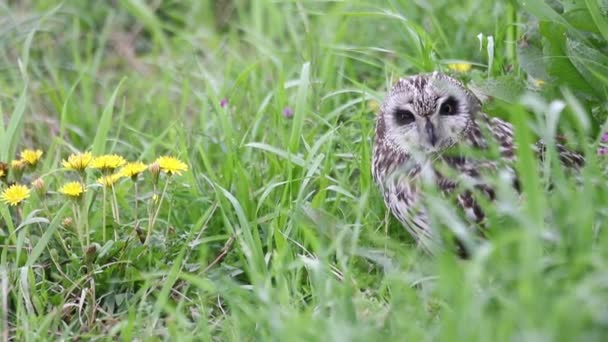 Coruja de orelhas curtas (Asio flammeus) no Japão — Vídeo de Stock