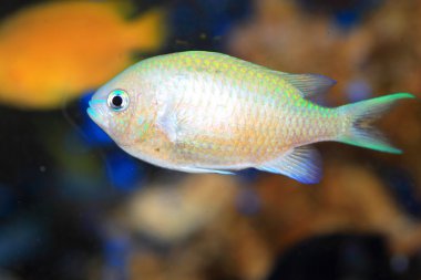 Mavi yeşil Krom (krom viridis) Japonya'da