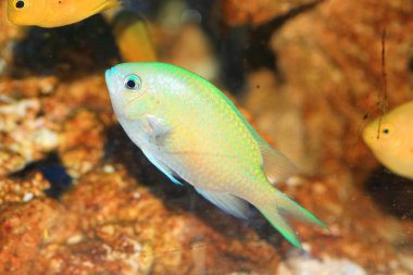 Mavi yeşil Krom (krom viridis) Japonya'da