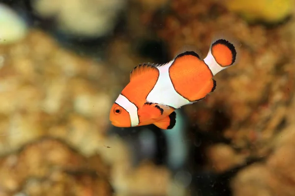 Ocellaris clownfish (Amphiprion ocellaris) in Giappone — Foto Stock