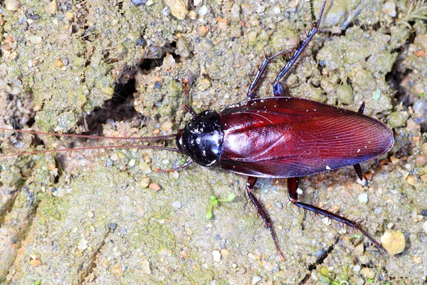 Blatte brune fumée (Periplaneta fuliginosa) au Japon — Photo