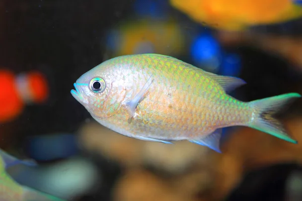 Chromis bleu-vert (Chromis viridis) au Japon — Photo