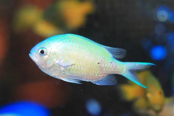 Blue green chromis (Chromis viridis) in Japan — Stock Photo, Image