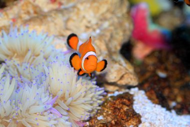 Ocellaris clownfish (Amphiprion ocellaris) in Japan clipart