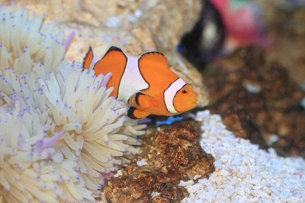 Ocellaris clownfish (Amphiprion ocellaris) en Japón — Foto de Stock