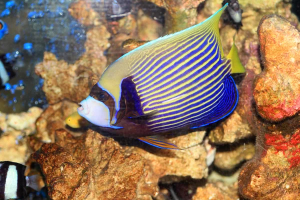 Emperor angelfish (Pomacanthus imperator) in Japan — Stock Photo, Image