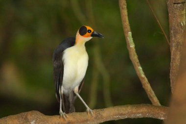 Gana 'da sarı kafalı Picathartes (Picathartes gymnocephalus)