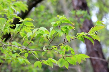 Lyonia ovalifolia yeşil yaprak Japonya'da