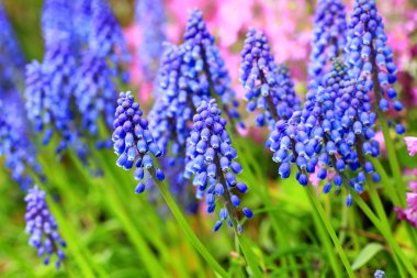 Üzüm sümbül (Muscari botryoides) Japonya'da