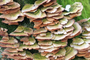 Japonya'nın ölümü mashroom (doğal arka plan)