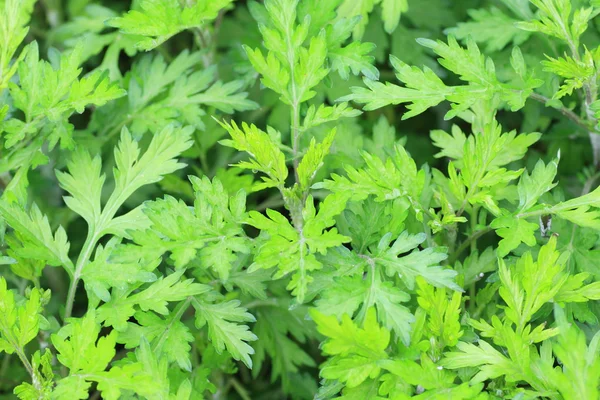 Beifuß (artemisia indica) in Japan — Stockfoto