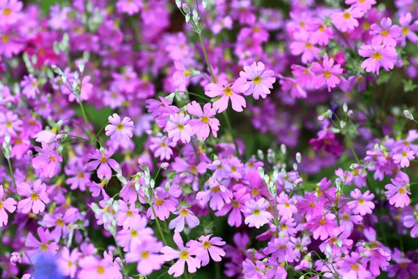 Primrose (Primula siboldii) in Giappone — Foto Stock