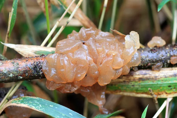 Hongos del oído nuboso (Auricularia polytricha) en Japón —  Fotos de Stock