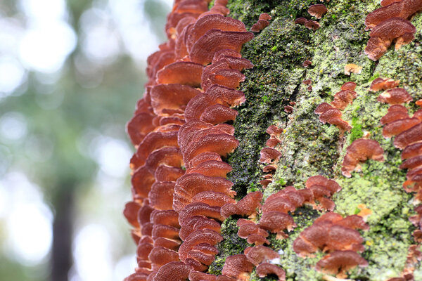 Polypore mashroom (natural background) in Japan