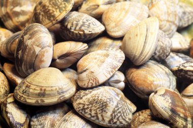 Japonya'da Japon littleneck (Ruditapes philippinarum)