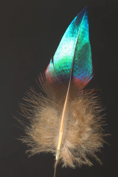喜马拉雅山虹雉 (绿孔雀) 羽毛 — 图库照片