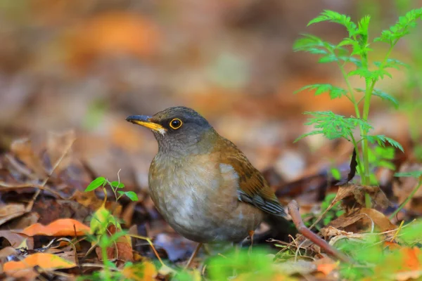 Tordo pálido (Turdus pallidus) no Japão — Fotografia de Stock