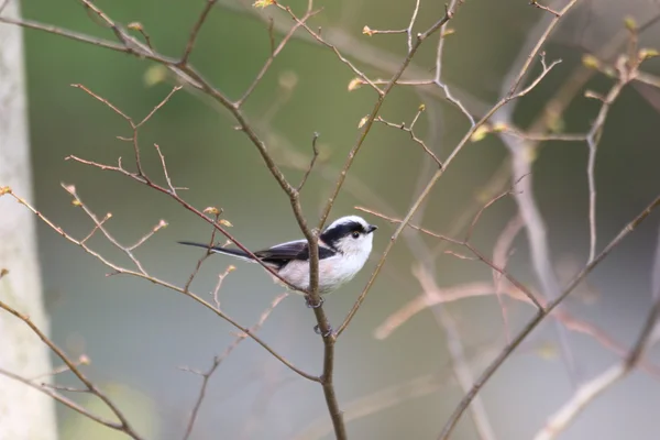 Dlouho sledoval Tit (Aegithalos caudatus) v Japonsku — Stock fotografie