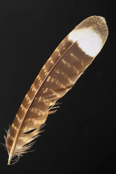 Tail feather of Grey nightjar (Caprimulgus indicus) — Stock Photo, Image