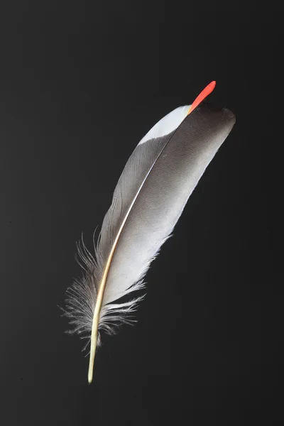 Secondary projection feather of Bohemian Waxwing (Bombycilla garrulus) — Stock Photo, Image