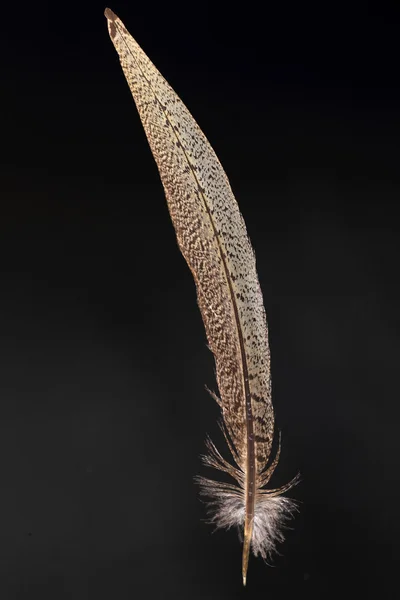 Schwanzfeder des japanischen Fasans (phasianus versicolor)) — Stockfoto
