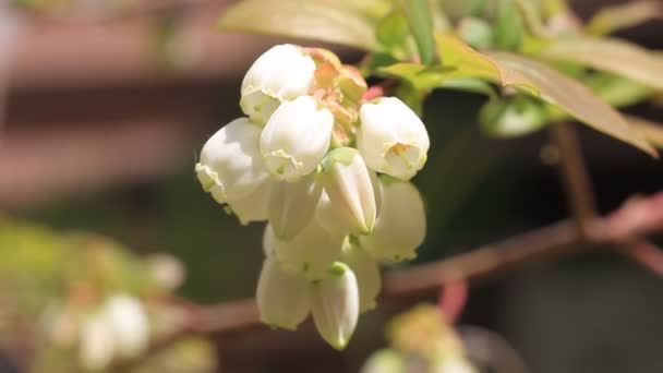 Blueberry bloem in japan — Stockvideo