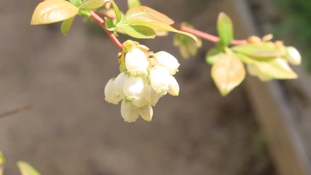 Blaubeerblume in japan — Stockvideo