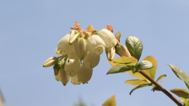 Blueberry bloem in japan — Stockvideo