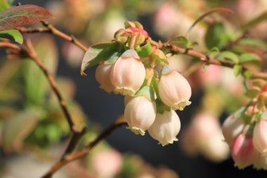 yaban mersini çiçek, Japonya