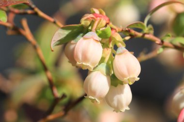 yaban mersini çiçek, Japonya
