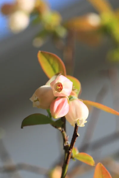 日本でブルーベリーの花 — ストック写真