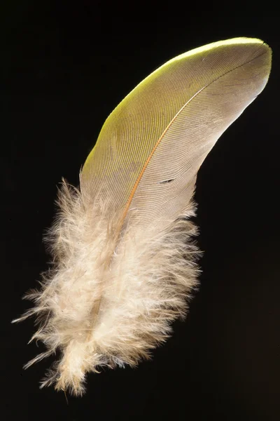 Pióro białobrzucha Green gołębia (Treron sieboldii) — Zdjęcie stockowe