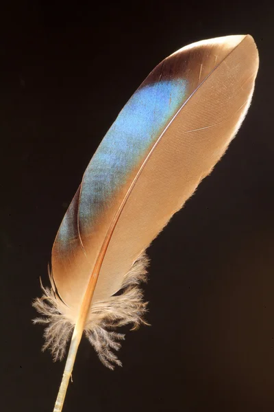 Feather of Mallard (Anas platyrhynchos) — Stock Photo, Image