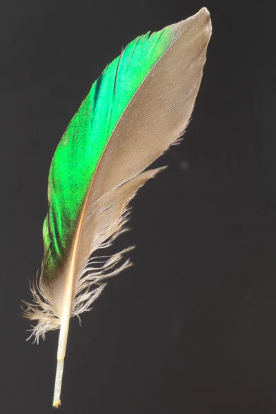 Feather of Northern Lapwing (Vanellus vanellus) — Stock Photo, Image