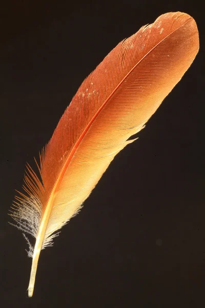 Feather of Chestnut-winged Cuckoo (Clamator coromandus) — Stock Photo, Image