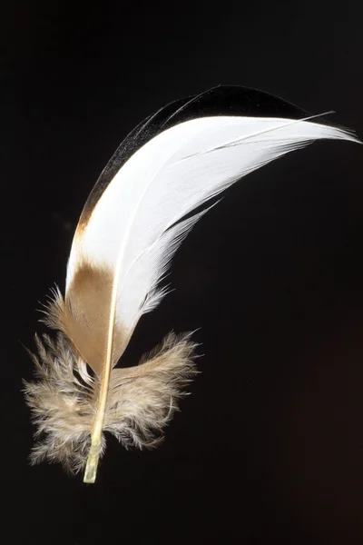 鸳鸯的羽毛 — 图库照片