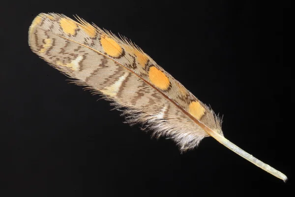 Feder der Großen Bekassine (rostratula benghalensis)) — Stockfoto