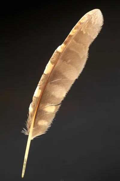 Pluma de búho Scops japonés (Otus semitorques ) — Foto de Stock