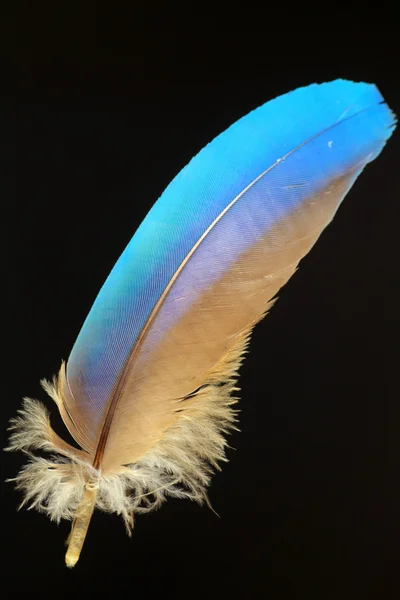 蓝色和黄色的金刚鹦鹉 (Ara ararauna 的羽毛) — 图库照片