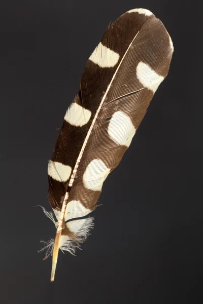 Feder des Buntspechts (Dendrocopos major)) — Stockfoto