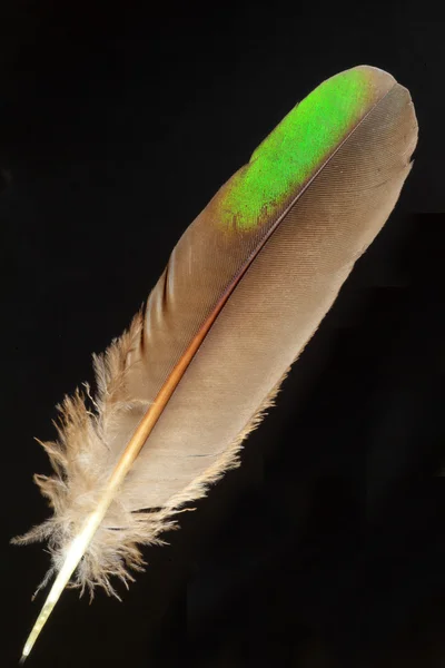 Перо обыкновенного изумрудного голубя (Chalcop:indica ) — стоковое фото