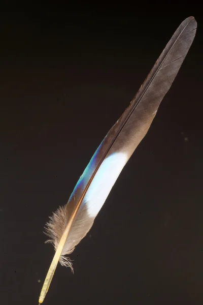 Feather of Oriental Dollarbird (Eurystomus orientalis) — Stock Photo, Image