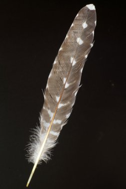 Oriental guguk (Cuculus optatus tüy)